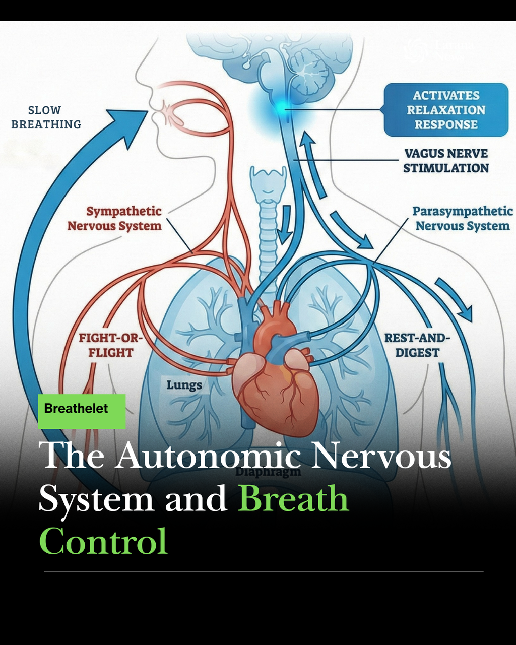 The Science of Breath: Breathing Patterns