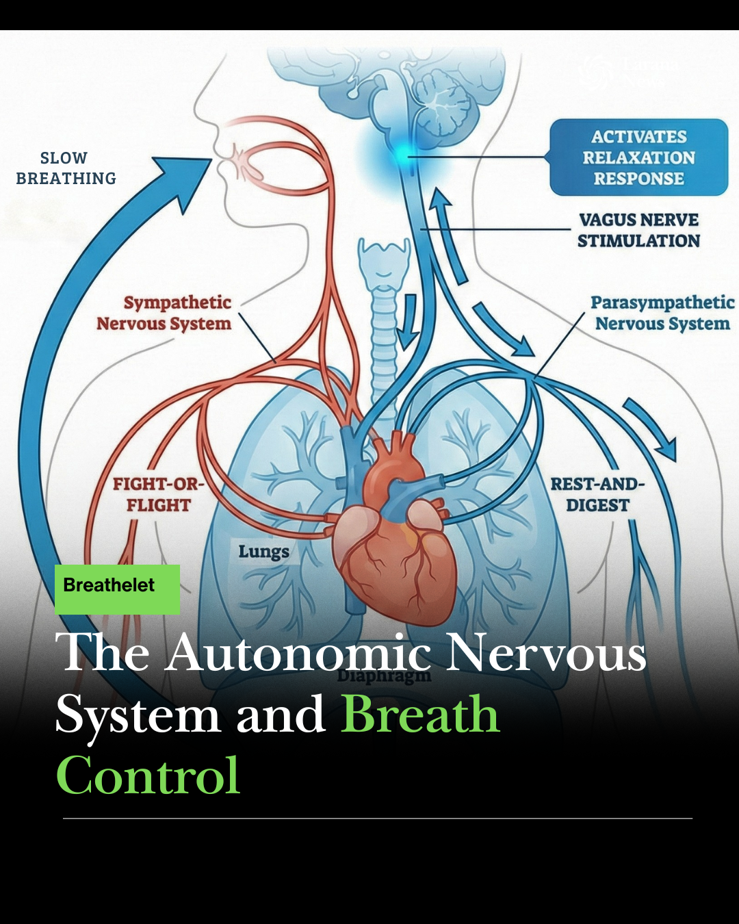 The Science of Breath: Breathing Patterns